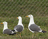 juvenile LBBG in October, ringed in Norway. (131273 bytes)